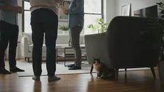 Proč se moje kočka vždy schovává, když přijdou hosté?