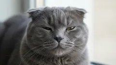 Tajemná řeč koček: jak vám vaše kočka dává najevo náklonnost