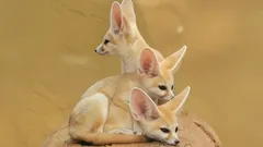 Fenek v detailu: nejroztomilejší liška světa a její pouštní triky