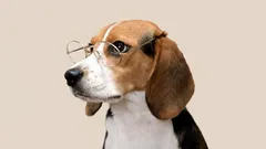 O čem přemýšlí můj pes? Výzkumy odhalují složitost jeho emocí a mozku