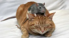 Proč se krysy nebojí koček?